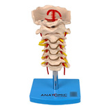 Modelo Anatômico Coluna Vertebral Cervical Anatomic