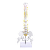 Modelo Anatômico Coluna Vertebral Humana 45cm