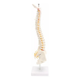 Modelo Anatômico Coluna Vertebral Humana 45cm