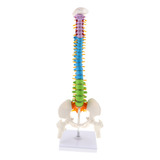 Modelo Anatômico Coluna Vertebral Humana Colorido 45cm