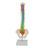 Modelo Anatômico Coluna Vertebral Humana Colorido 45cm