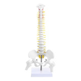 Modelo Anatômico Coluna Vertebral Humana Flexível 45cm