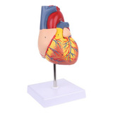 Modelo Anatômico Coração Humano Tamanho Similar Desmontar