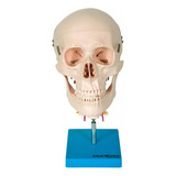 Modelo Anatômico Crânio Com Coluna Cervical 3 Dentes Removiv
