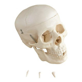 Modelo Anatomico Cranio Humano 5 Partes