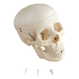 Modelo Anatomico Cranio Humano Em 5 Partes
