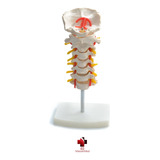 Modelo Anatômico Da Coluna Cervical Vertebral Tamanho Real