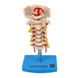 Modelo Anatômico Da Coluna Vertebral Cervical