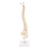 Modelo Anatômico Da Coluna Vertebral Da Anatomia Humana