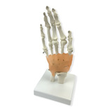 Modelo Anatômico De Articulação Da Mão