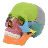 Modelo Anatômico De Crânio Desmontado Para Educação Médica