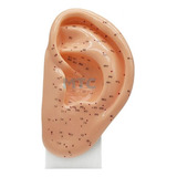 Modelo Anatômico De Orelha Para Auriculoterapia - 21 Cm.