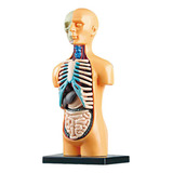 Modelo Anatômico De Torso Humano Removível 3d Para Educação