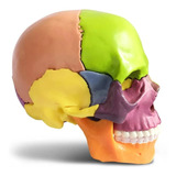 Modelo Anatômico Do Crânio Da Cabeça Humana (pronta Entrega)