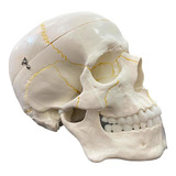 Modelo Anatômico Do Crânio Da Cabeça