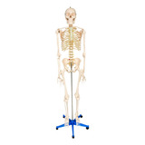 Modelo Anatômico Do  Esqueleto Humano 1,70 M Altura