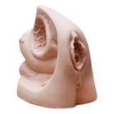 Modelo Anatômico Do Órgão Genital Feminino - Cateterização