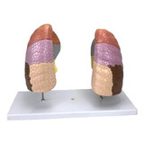 Modelo Anatômico Do Pulmão Segmentado Em Cores