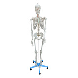 Modelo Anatomico Esqueleto 170cm Padrão Suporte Base Rodas