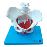 Anatomic