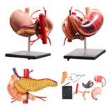 Modelo Anatômico Estômago Corpo Humano Anatomia