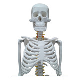 Modelo Anatômico Para Estudo Esqueleto Humano