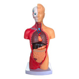 Modelo Anatomico Torso Corpo Humano 28cm Orgãos Assexuado
