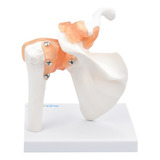 Modelo Articulação Ombro P/ Estudos De Anatomia Sdorf Sd5016