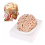 Modelo Cérebro Anatomia Corpo Humano Em