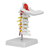 Modelo Cervical 1:1 Artéria Humana Da Coluna Vertebral Anatô