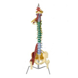 Modelo Coluna Vertebral Colorida Flexivel Com Músculos 80cm