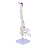 Modelo Coluna Vertebral Esqueleto Humano