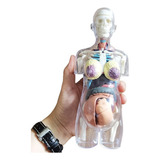 Modelo Corpo Humano Grávida Anatomia Bebê Estudo