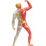 Modelo Corpo Humano Músculos 4d Human Pronta Entrega
