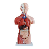 Modelo Corporal Do Torso Humano Anatomia Anatômica Médica 