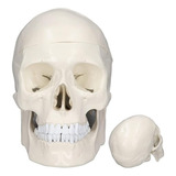 Modelo Cranio Anatomia Corpo Humano - Crânio / Mandibula Cab