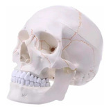 Modelo Crânio Anatomia Corpo Humano -