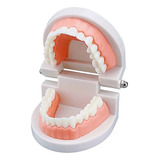 Modelo De Arcada Dentária Odontologia Boca