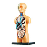 Modelo De Corpo De Torso Humano Anatômico 3d Removível Para