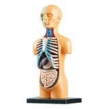 Modelo De Corpo De Torso Humano Anatômico Removível 3d Para
