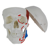 Modelo De Crânio Com Origem E Inserção Muscular, Em 5 Partes