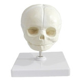 Fetal