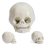 Modelo De Crânio Infantil Fetal Humano Anatomia Fetal Ossos