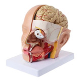 Modelo De Estudo Cabeça Crânio Humano