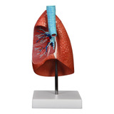 Modelo De Pulmão Humano - Anatomico