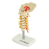 Modelo Demonstrativo Coluna Vertebral Cervical Tamanho