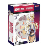 Modelo Do Corpo Humano - Torso Transparente 083 - 4d Master