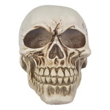 Modelo Do Corpo Humano Cranio 4d