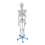 Modelo Esqueleto Humano 170cm Articulado Suporte Haste Rodas
