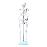 Modelo Esqueleto Humano Com Músculos (pintado)